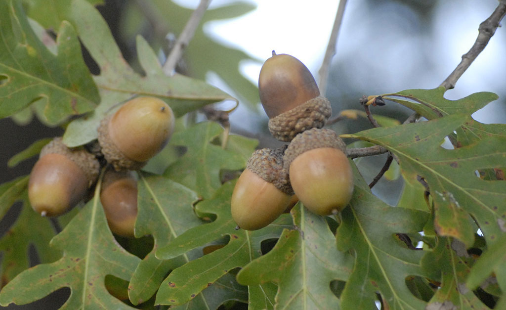 Oak tree with acorns